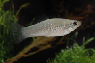 The Amazon molly — a sex-skipping fish — hacks evolution