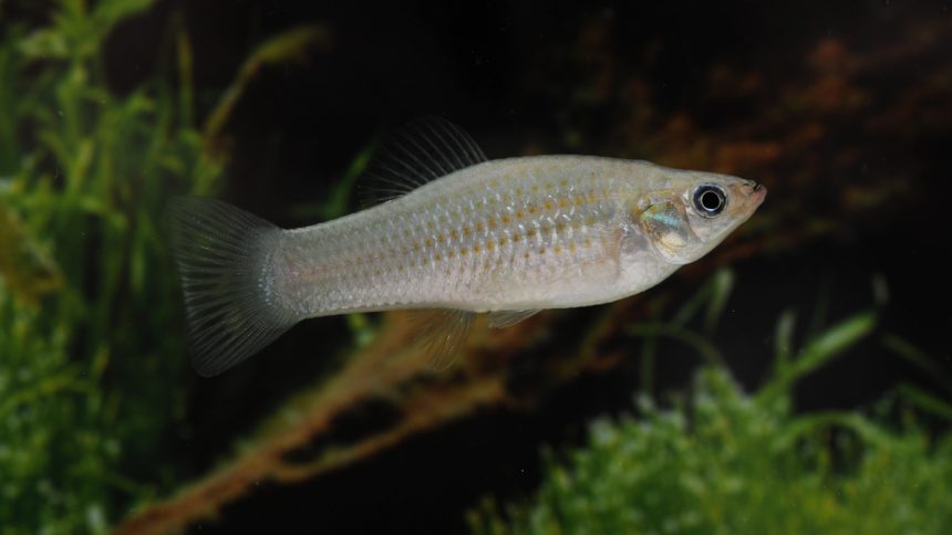 The Amazon molly — a sex-skipping fish — hacks evolution