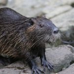 The Government Wants You to Eat These 5 Invasive Species