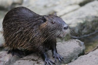 The Government Wants You to Eat These 5 Invasive Species