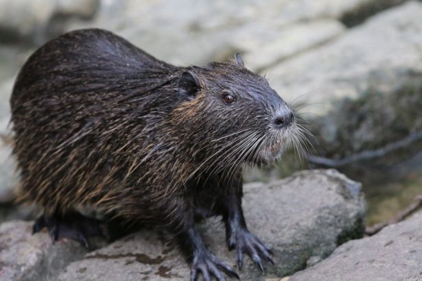 The Government Wants You to Eat These 5 Invasive Species