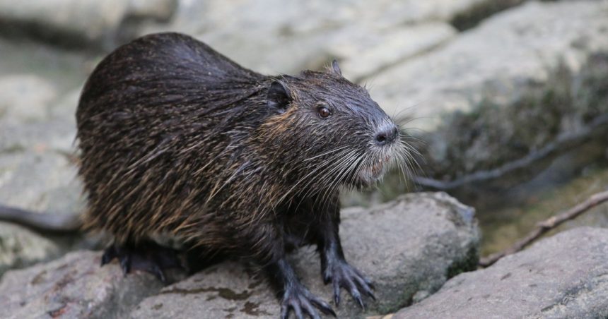 The Government Wants You to Eat These 5 Invasive Species