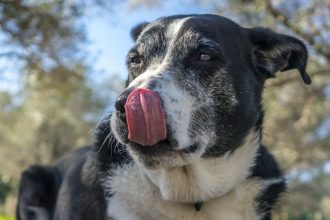 The Microbes in Your Dog’s Gut May Predict Their Cancer Prognosis : ScienceAlert