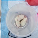 The age of animal experiments may be waning