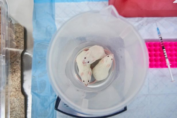 The age of animal experiments may be waning