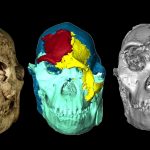 The ancient human ancestor ‘Little Foot’ gets a new face