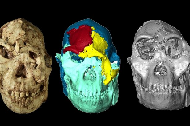 The ancient human ancestor ‘Little Foot’ gets a new face