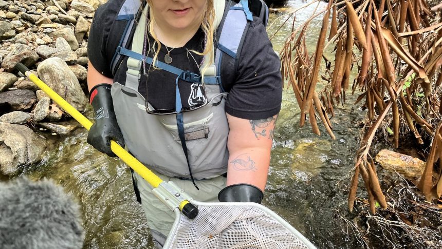  The hellbender was slated for federal protection. It’s still in limbo.