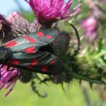 The night-time nectar bar