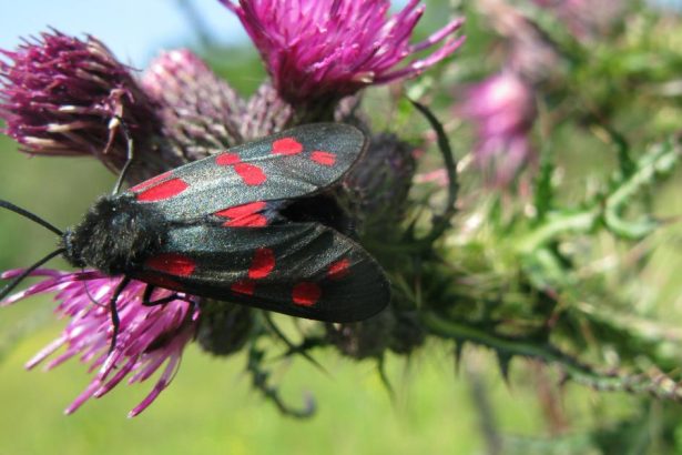 The night-time nectar bar