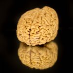 The remarkable brains of ‘SuperAgers’ hold clues about how we age