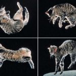 The secret of how cats twist in mid-air to land on their feet