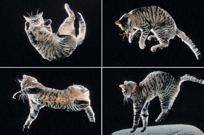The secret of how cats twist in mid-air to land on their feet
