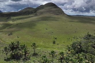 The secret superpower of Brazil’s vast savanna