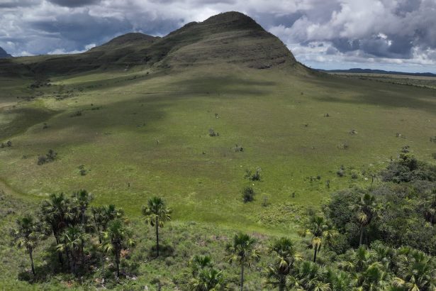 The secret superpower of Brazil’s vast savanna
