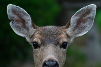 The surprising science behind why daylight saving time is good for wildlife