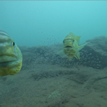 These fish know when you’re watching them