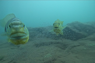 These fish know when you’re watching them