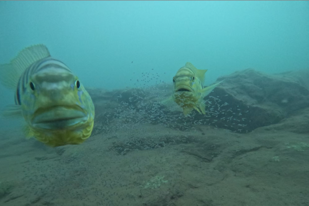 These fish know when you’re watching them