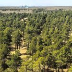 This ‘Hyperarid’ Desert Is Transforming Into a Carbon Sink. Here’s Why. : ScienceAlert