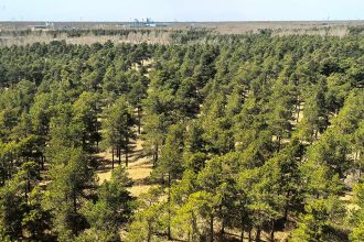 This ‘Hyperarid’ Desert Is Transforming Into a Carbon Sink. Here’s Why. : ScienceAlert
