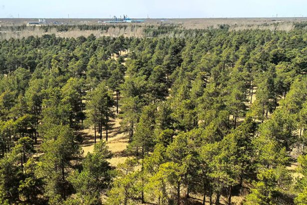 This ‘Hyperarid’ Desert Is Transforming Into a Carbon Sink. Here’s Why. : ScienceAlert