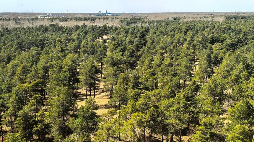 This ‘Hyperarid’ Desert Is Transforming Into a Carbon Sink. Here’s Why. : ScienceAlert