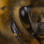 Titanic and Avatar director James Cameron explains why bees are his latest fixation