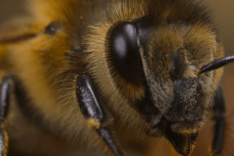 Titanic and Avatar director James Cameron explains why bees are his latest fixation