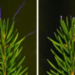 Tree tops sparkle with electricity during thunderstorms