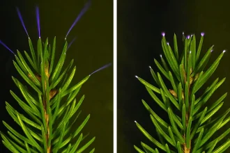 Tree tops sparkle with electricity during thunderstorms