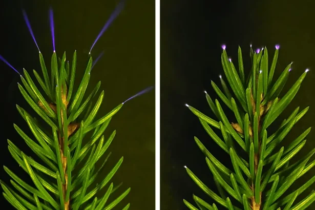 Tree tops sparkle with electricity during thunderstorms