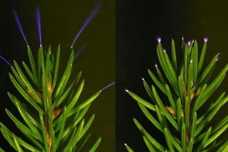 Trees Seen Emitting a Ghostly Light During a Thunderstorm For The First Time : ScienceAlert