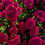 Viruses That Jump to Humans Don’t Need Special Mutations, Study Finds : ScienceAlert