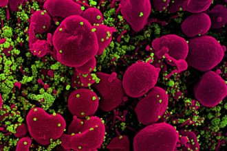 Viruses That Jump to Humans Don’t Need Special Mutations, Study Finds : ScienceAlert