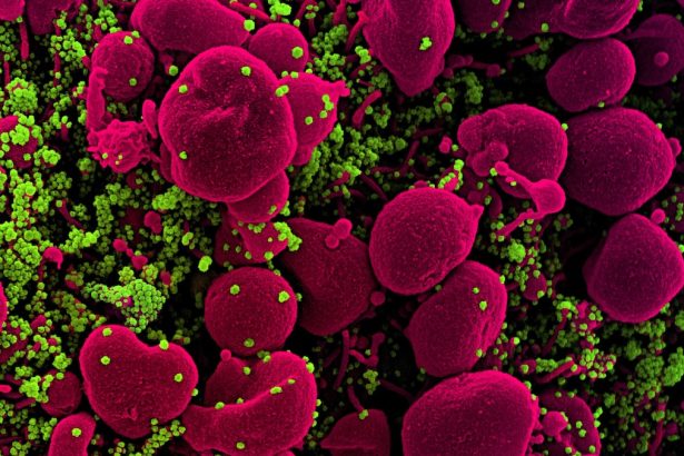 Viruses That Jump to Humans Don’t Need Special Mutations, Study Finds : ScienceAlert