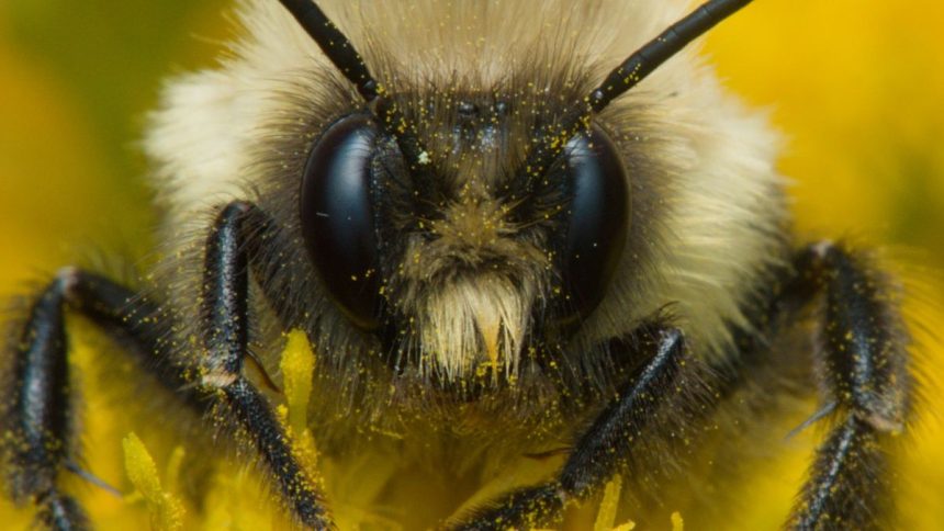 We Finally Know How Bumblebee Queens Can Survive Underwater For Days : ScienceAlert