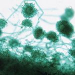 What We Know About The Fungus Behind Hospital Deaths : ScienceAlert