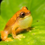 What animal are you? Humans and animals tend to like the same mating calls