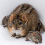 Why African striped mice can be the best of dads — or the worst