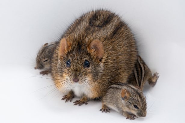 Why African striped mice can be the best of dads — or the worst