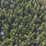 Why thinning a forest could get you more drinking water