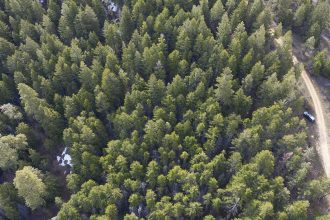 Why thinning a forest could get you more drinking water