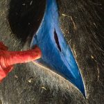 Wild Pigs Turning ‘Neon Blue’ in California Triggered Warnings : ScienceAlert