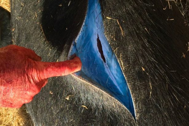 Wild Pigs Turning ‘Neon Blue’ in California Triggered Warnings : ScienceAlert