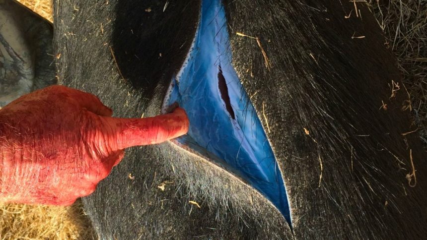 Wild Pigs Turning ‘Neon Blue’ in California Triggered Warnings : ScienceAlert