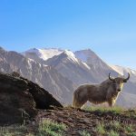 Yaks may hint at a way to treat brain diseases like MS