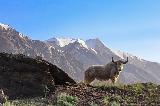 Yaks may hint at a way to treat brain diseases like MS