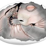 250-million-year-old fossil proves mammal ancestors laid eggs