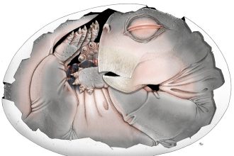250-million-year-old fossil proves mammal ancestors laid eggs